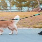 Best Hands Free Dog Leashes For Running