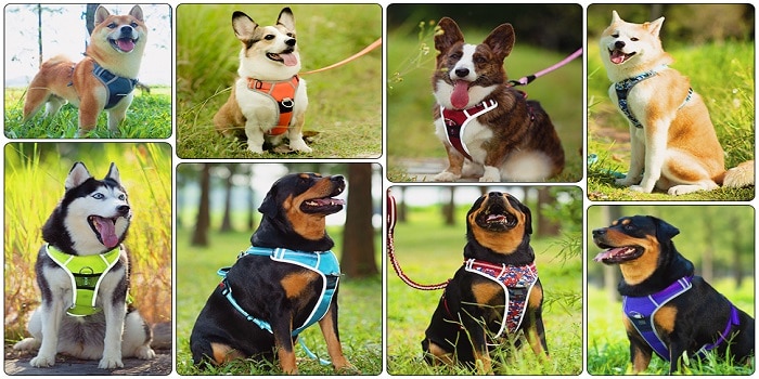 Best Dog Running Harnesses